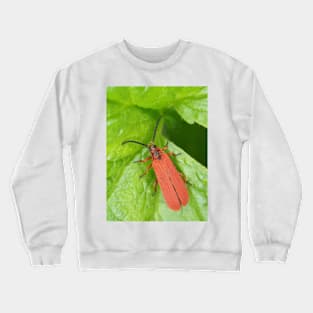 Red net-winged beetle - Dictyoptera simplicipes Crewneck Sweatshirt